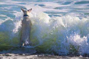 dog jumping in the sea